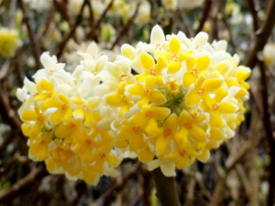 Edgeworthia