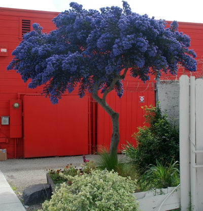 Ceanothus