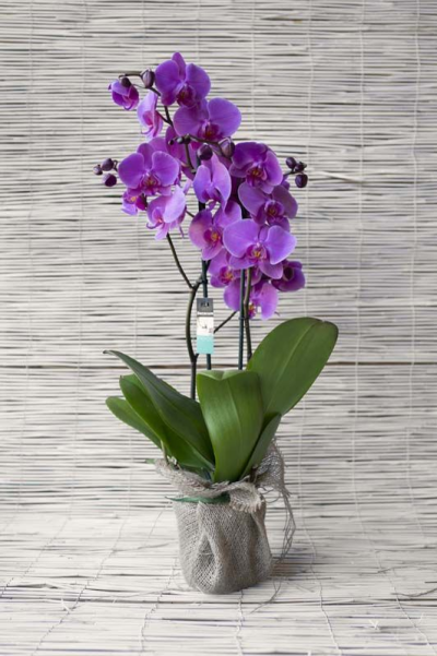 Orchidea Phalenopsis