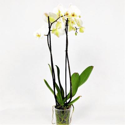 Orchidea Phalenopsis