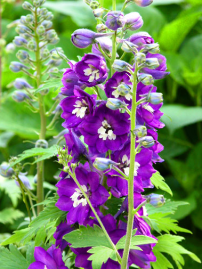 Delphinium