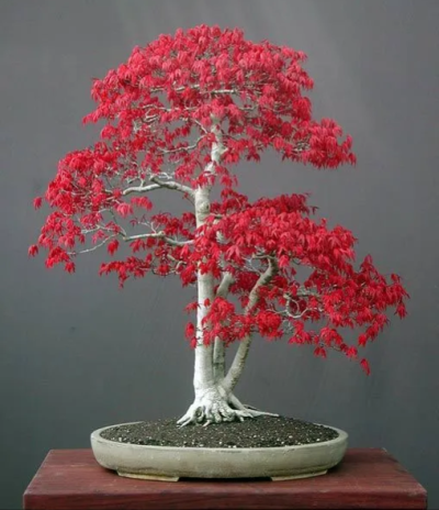 Acero