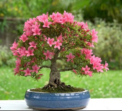 Azalea