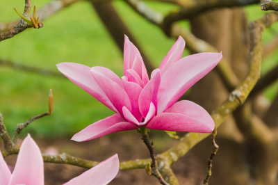 Magnolia Grandiflora