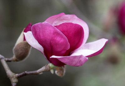Magnolia Grandiflora rosa