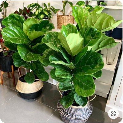 Ficus Lyrata