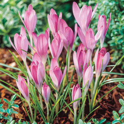 Crocus rosa