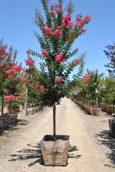 Lagerstroemia