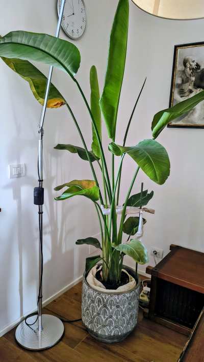Strelitzia nicolai