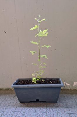 Pioppo grigio