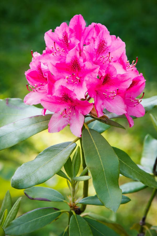 Rododendro