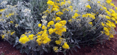 Cotonaria