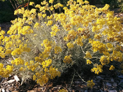 Cotonaria