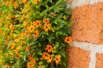 Thunbergia