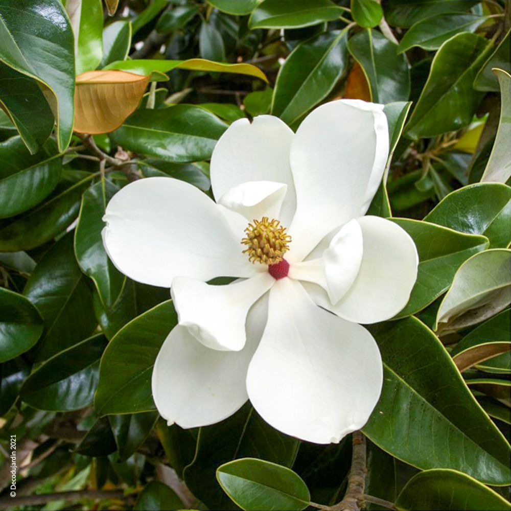 Magnolia Grandiflora