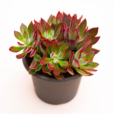 Echeveria