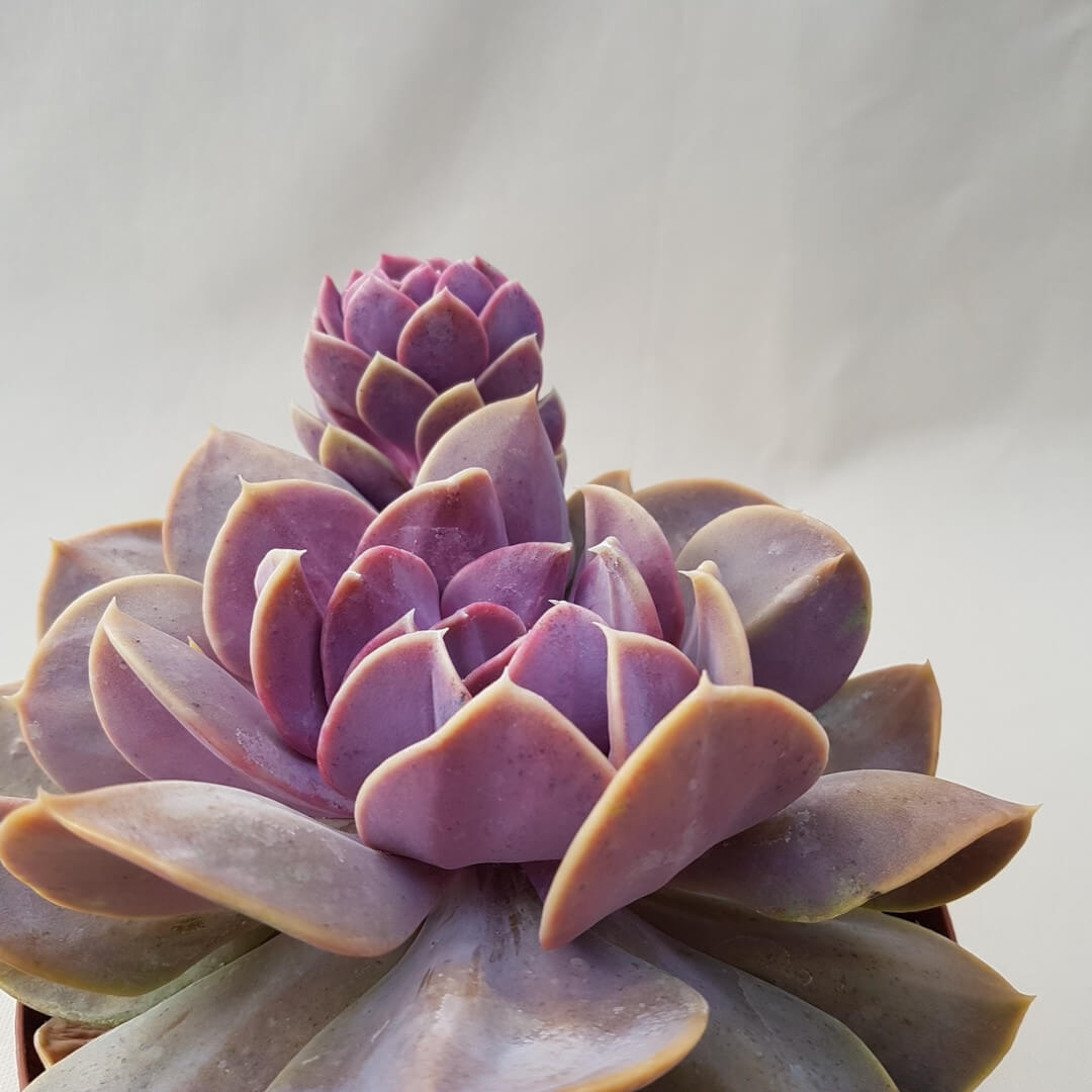 Echeveria rosa