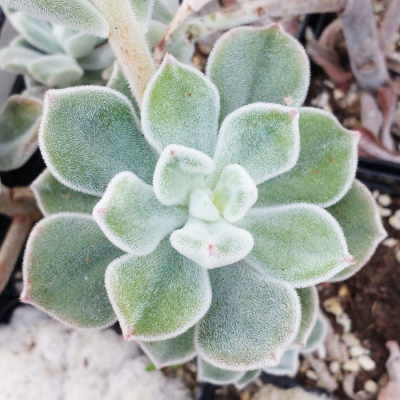 Echeveria rosa