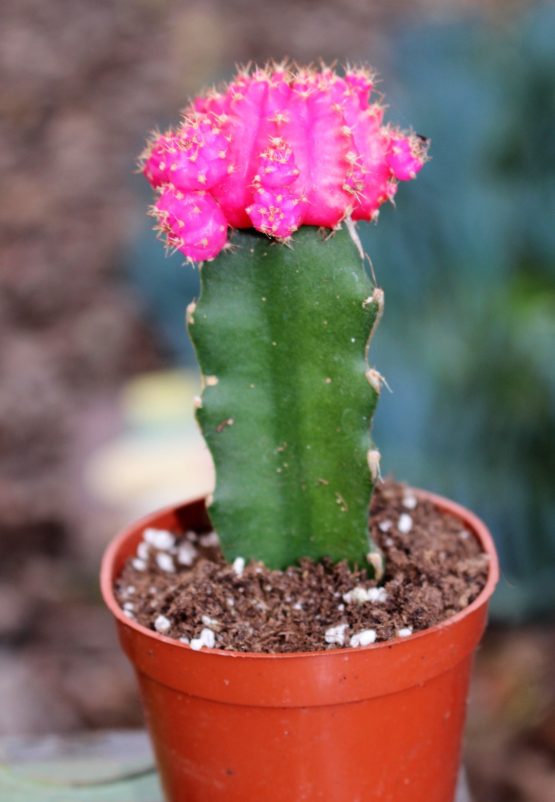 Cactus pungentibus
