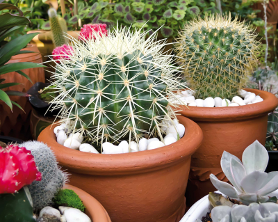 Cactus pungentibus