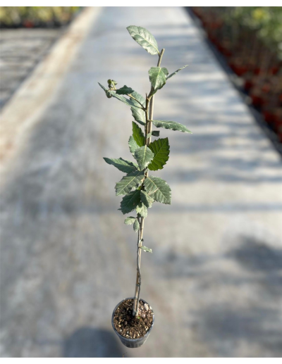 Quercia comune