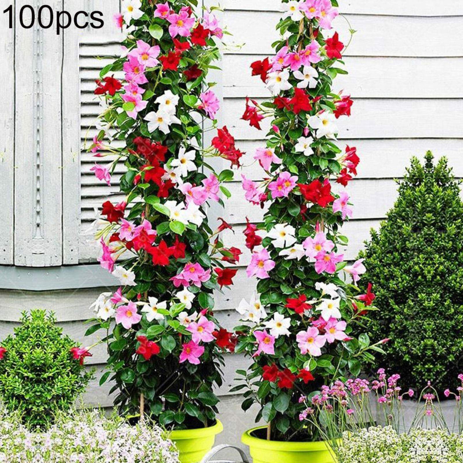 Mandevilla