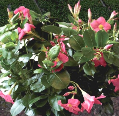 Mandevilla