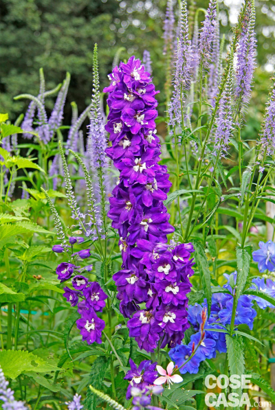Delphinium