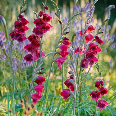 Gladiolus