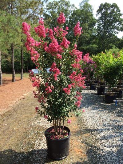 Lagerstroemia
