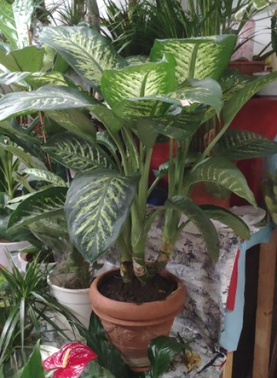 Dieffenbachia