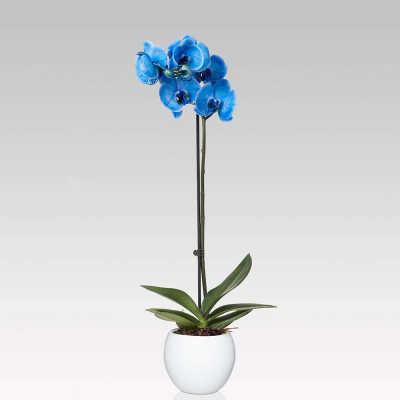 Orchidea Phalenopsis