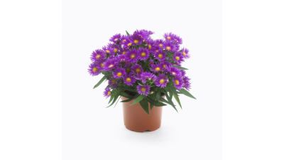 Aster (viola rosa)