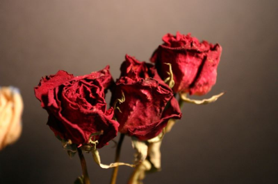 Rose rosse