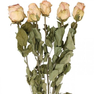 Rose gialle