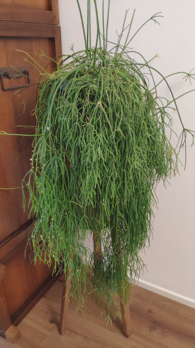 Rhipsalis baccifera