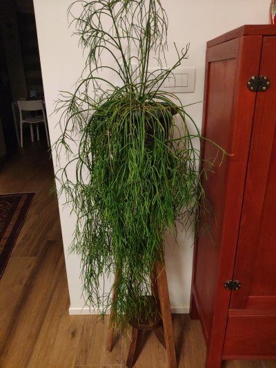Rhipsalis baccifera
