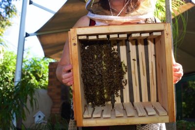 Bee grid