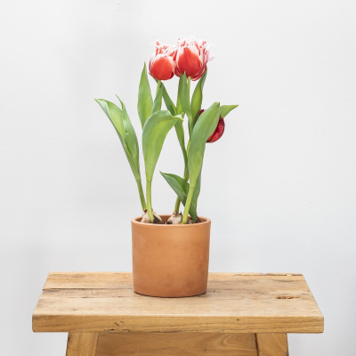 Tulipano rosa