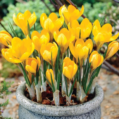 Crocus giallo